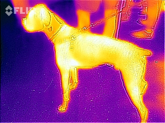 Thermal image of a dog standing in the living room.